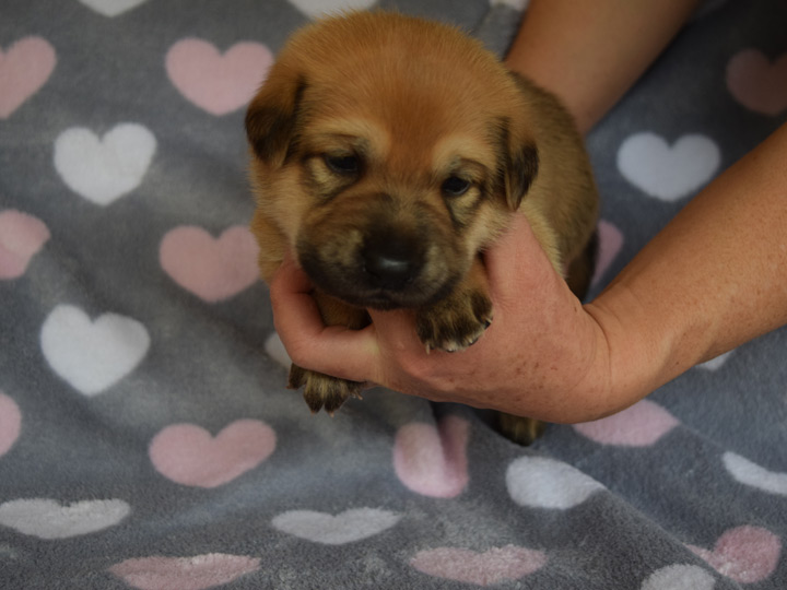 chinook puppy